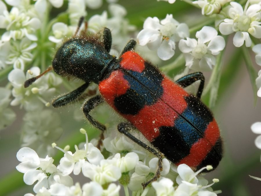 Trichodes apiarius (Linnaeus, 1758)